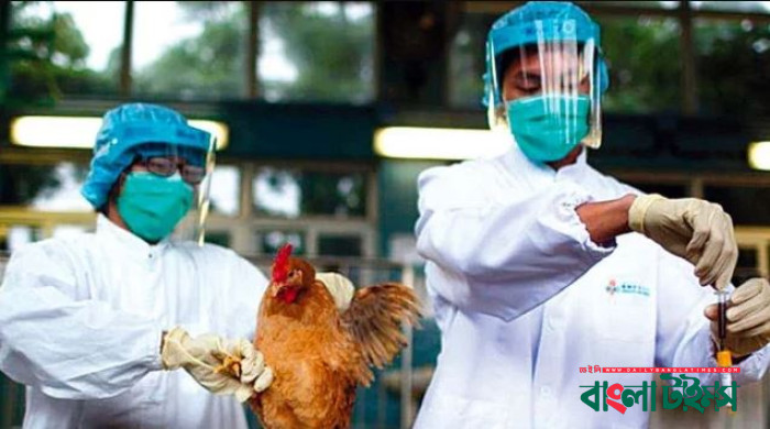 বার্ড ফ্লু প্রতিরোধে ব্রাজিলে জরুরি অবস্থা ঘোষণা